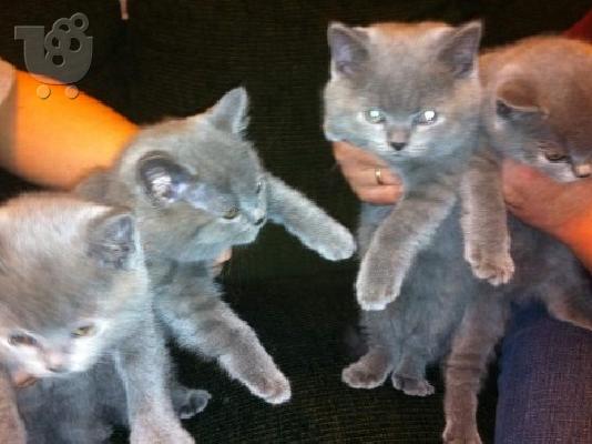 PoulaTo: 4 British Shorthair μπλε γατάκια